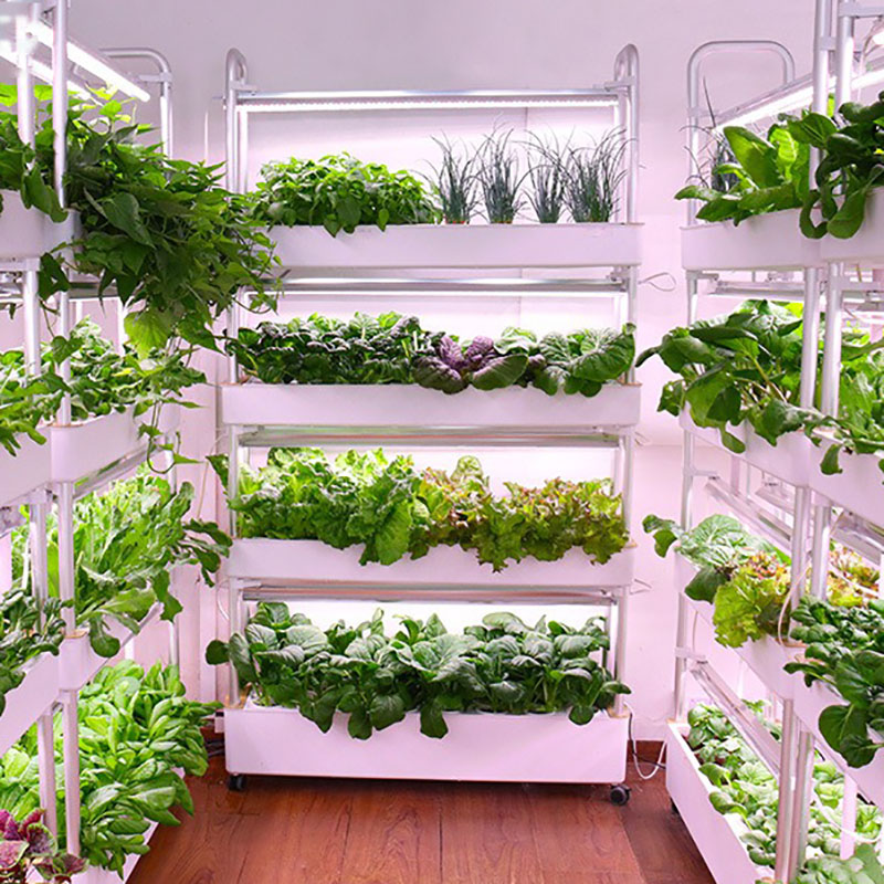 Sistema de cultivo hidropónico - Smart Garden Box reseña y precio