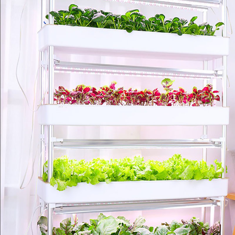 Sistema de cultivo hidropónico - Smart Garden Box reseña y precio